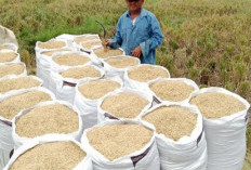 Memasuki Masa Panen, Harga Beras Masih Stabil