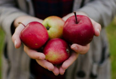 7 Alasan Mengapa Apel Menjadi Buah Favorit untuk Program Diet