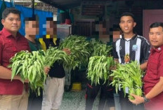 Sukses Panen Sayuran Hortikultura Dukung Ketahanan Pangan Nasional