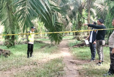 Pelaku Pembunuhan di Kebun Durian Serahkan DIri
