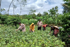 Monitoring Pertumbuhan Tanaman Kacang Hijau Dukung Program Ketahanan Pangan