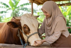Tips Memilih Hewan Kurban Sehat dan Sesuai Syariat untuk Idul Adha