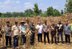 Panen Raya Jagung 24 Ton, Hasil Disalurkan ke Bulog