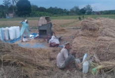 Warga Rantau Panjang Minta Irigasi Sawah, Harapkan Perhatian Pemkab OKU Selatan