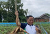 Gagal ke Senayan, Narji Pilih Jadi Petani tanpa Tinggalkan Dunia Komedi