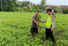 Dukung Program Asta Cita, Lakukan Monitoring Budidaya Kacang Tanah