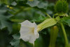 Mengenal Daun Kecubung, Herbal dengan Segudang Manfaat