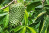 Menggali Potensi Daun Sirsak untuk Menghambat Kanker