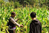 Dampingi Petani Jagung, Dukung Ketahanan Pangan di OKU Selatan