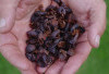 Cascara: Si Kulit Kopi yang Kaya Manfaat untuk Tubuh