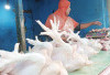 Harga Telur dan Ayam Stabil