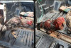 Sepuluh PEmain Sabung Ayam Ditangkap Polisi