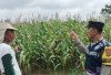 Dukung Ketahanan Pangan, Tinjau Tanaman Jagung Warga