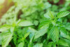 Rahasia Daun Kemangi, Lalapan Favorit Masyarakat