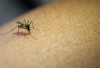 IKN Jadi Daerah Endemi Malaria