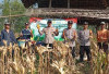 Jaga Ketahanan Pangan Nasional, Lakukan Panen Raya Jagung