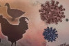 Bahaya Flu Burung Masih Mengintai, Ini Fakta dan Pencegahannya