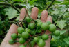 Jangan Remehkan Cepokak! Buah Kecil dengan Khasiat Besar
