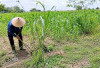 Dari Lahan Terbengkalai, Warga OKU Timur Sulap Tanah Sewa Jadi Kebun Jagung