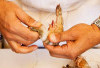 7 Tips Membersihkan Udang dari Chef Arnold agar Tidak Melukai Tangan dan Tetap Lezat saat Dimasak
