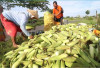 Jelang Malam Tahun Baru, Permintaan dan Harga Jagung Manis Melonjak Tajam