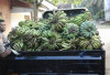 Harga Pisang di OKU Selatan Naik