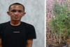 Polres OKU Selatan Tangkap Pria yang Tanam Ganja di Rumah 