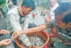 Musim Ikan Mudik, Warga Arisan Buntal Serbu Sungai Komering