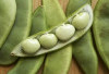 Kacang Koro, Solusi Alami untuk Diet, Pencernaan, dan Kulit Sehat