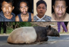 Tapir Dilindungi Disembelih, Empat Warga Mesuji Ditangkap Polisi