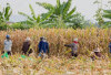 Petani OKU Selatan Keluhkan Harga Jagung Kering Rp5.400 per Kg
