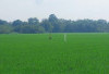 Tak Lagi Kelangkaan,Petani OKU Timur Semringah Sambut Musim Tanam 2025