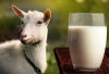 Kenali 5 Keajaiban Susu Kambing untuk Menjaga Kesehatan Anda 