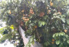 Hama Serang Buah Duku 