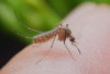 Gaya Hidup Sehat untuk Lansia Melawan Malaria  
