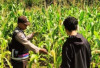Aktif Dukung Program Swasembada Pangan Lewat Pendampingan Petani