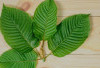 Rahasia Daun Kratom, Antara Khasiat Tradisional dan Efek Samping