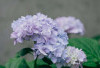 Bukan Sekadar Tanaman Hias, Ini Potensi Hydrangea untuk Kesehatan Sendi