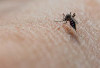 Cara Cerdas Mencegah Sejak Dini Jauhkan Anak dari Malaria