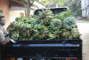 Harga Pisang Naik, Petani Masih Mengeluh