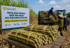 Super Produktif, Tak Hanya Tahan Kekeringan, Benih Tebu Ini Mampu Hasilkan 200 Ton per Hektare