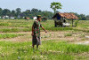 Ratusan Petani di Muara Enim Menjerit Kekeringan