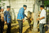 Pemkab OKU Selatan Serahkan 3 Ekor Sapi Kurban ke Masjid Agung Al-Muhtadin