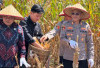 Gelar Panen Raya Jagung, Wujud Nyata Dukung Ketahanan Pangan Nasional