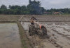 Tetap Optimis di Tengah Harga Pupuk Mahal dan Cuaca Tak Menentu