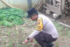 Polsek Kisam Tinggi Dorong Warga Tanam Sayuran di Pekarangan