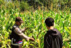 Dukung Ketahanan Pangan, Cek Tanaman Jagung di Desa Binaan