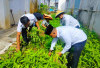Kalapas Martapura Panen Perdana Kangkung Bersama WBP