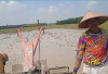 Kelangkaan Solar Bikin Petani OKU Timur Terancam Gagal Tanam Padi