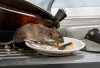7 Penyakit Berbahaya dari Tikus dan Cara Alami Mengusirnya dari Rumah